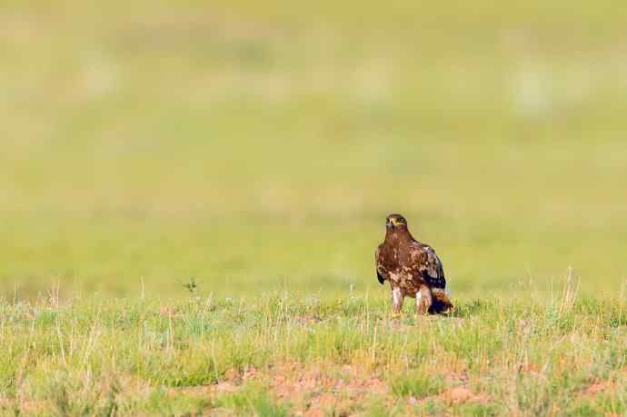 一组草原雕起飞