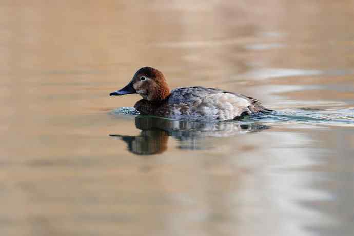 稻香湖的潜鸭☆