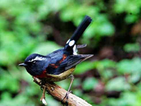 美丽无罪：雀鸟之林鸲