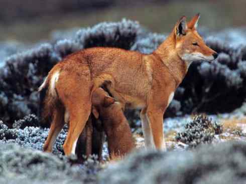 犬科：犬亚科犬属之西门豺、侧纹豺（胡狼类）