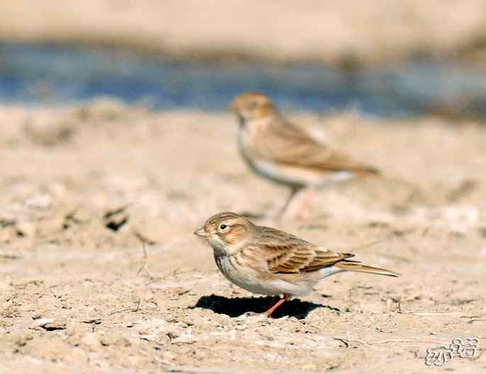 官厅水库&nbsp;wbr路&nbsp;wbr凤头百灵和短趾百灵
