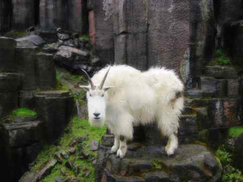 动物世界：山寨还是原创之十