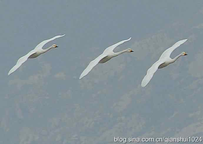 空中盘旋.赤麻鸭白天鹅(官厅水库)