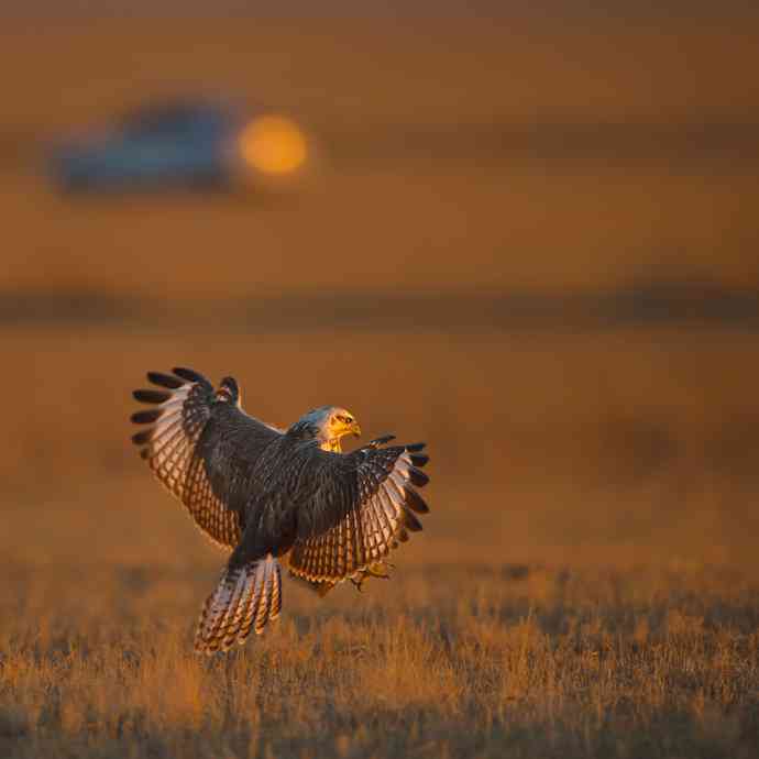 驹行千里追落日 wbr wbr醉美夕阳摄大雕