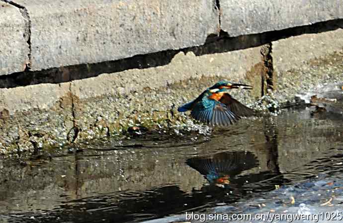捕鱼全过程（纪实）