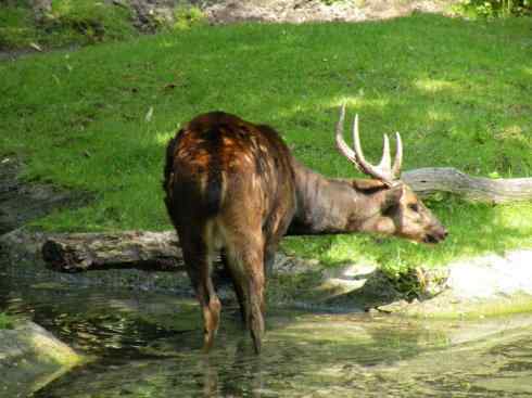 麒麟:传说的兽原型探秘(梅花鹿) 麒麟:传说的兽原型探秘(梅花鹿)