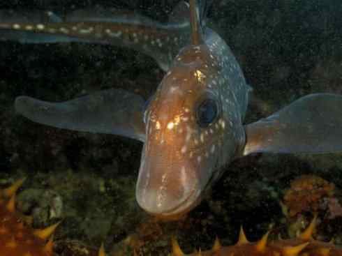 鱼类活化石：银鲛