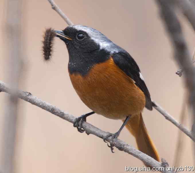 北红美餐（组图）