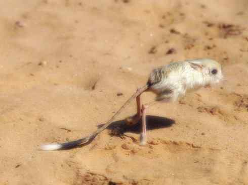 动物世界：山寨还是原创之八