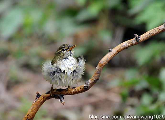 极北柳莺(浴后晾羽)3 极北柳莺(浴后晾羽)3