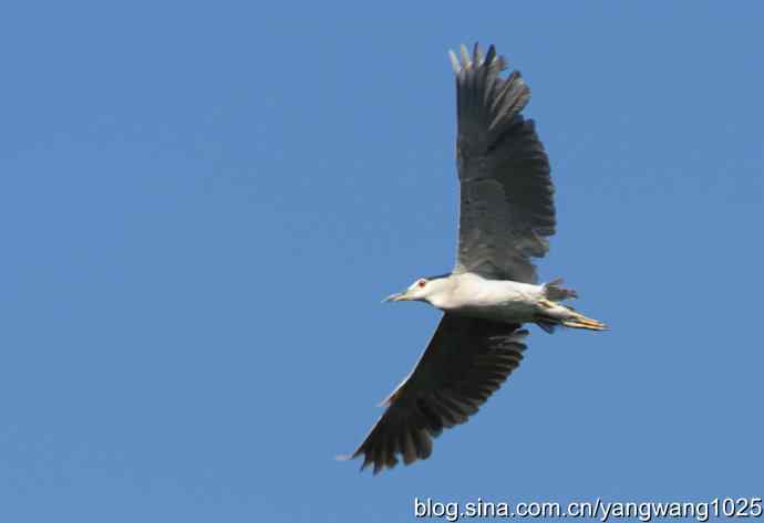 飞（夜鹭） wbr3