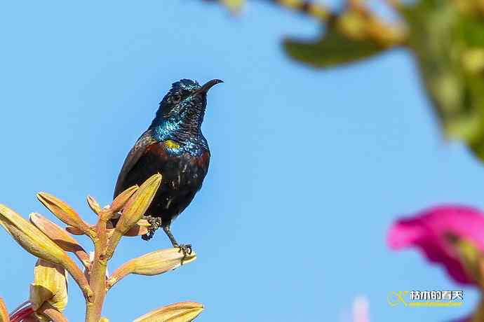 美丽邂逅——紫色花蜜鸟