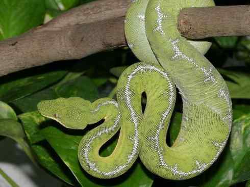 龙：传说的兽原型探秘（树蚺类）