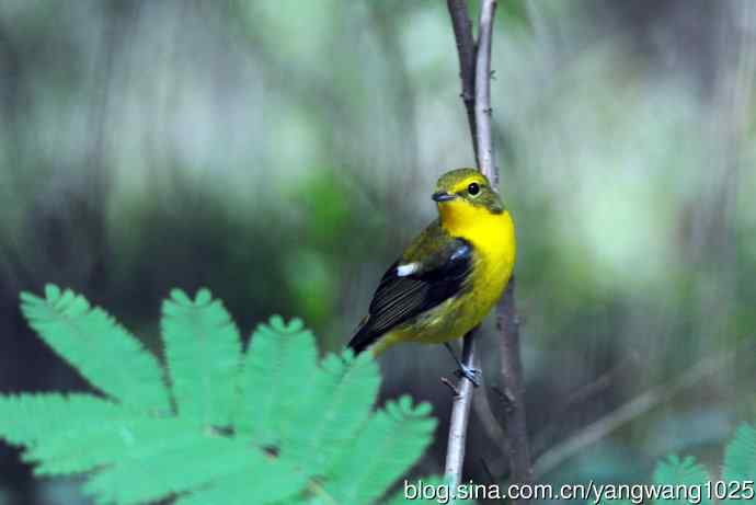 雄性绿背姬鶲（4）