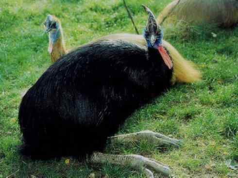 奇特的盔：鹤鸵