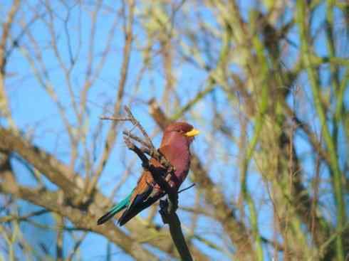 绝色攀禽：佛法僧目之三宝鸟
