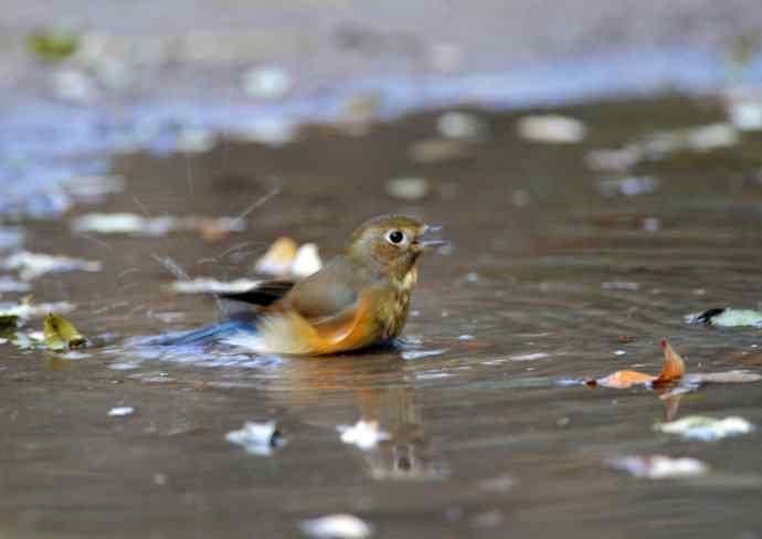 雌性红胁蓝尾鸲（7）