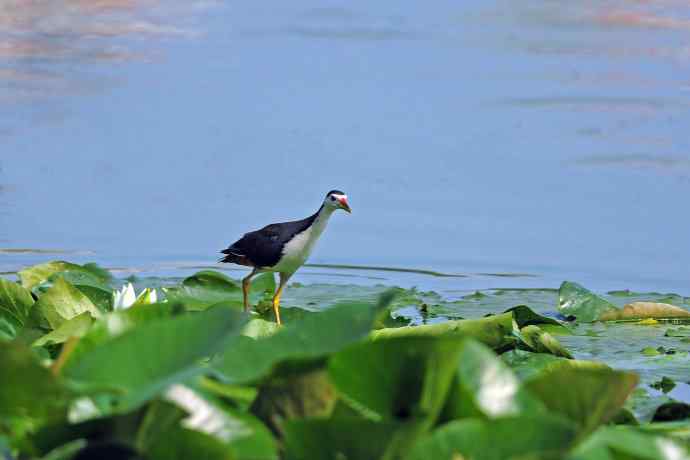 白胸苦恶鸟(2) 白胸苦恶鸟(2)