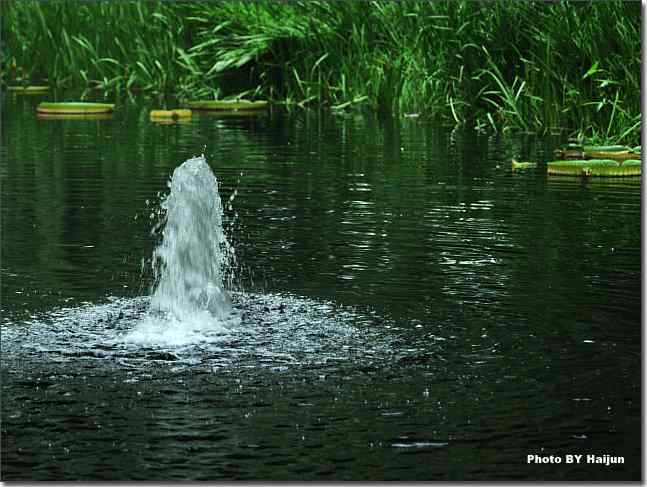 圆明园观赏亚马逊王莲