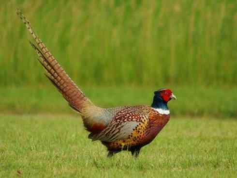 凤凰：传说的鸟原型探秘（雉鸡）