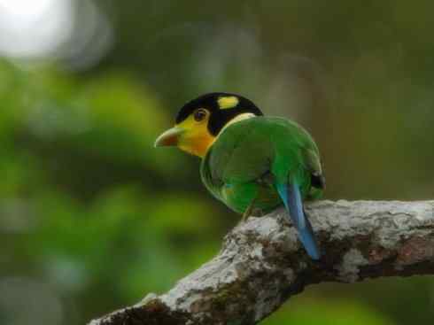 美丽无罪：雀鸟之阔嘴鸟