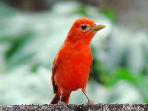 极品红色鸟类：玫红比蓝雀