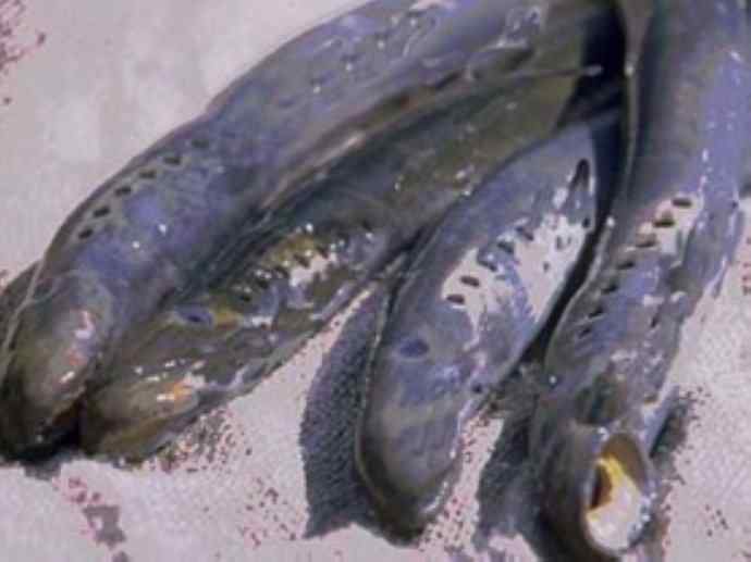 鱼类活化石：七鳃鳗