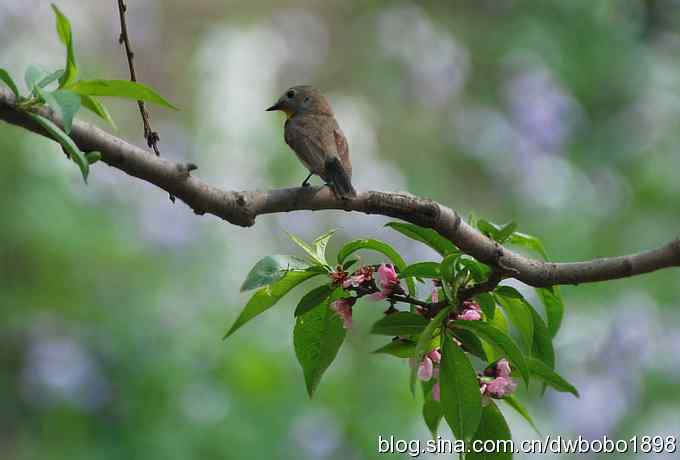 春深好鸟多 春深好鸟多