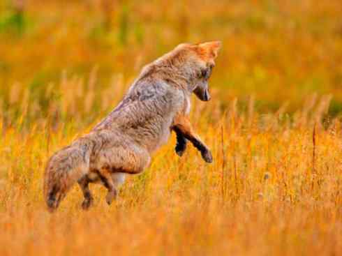 犬科：犬亚科犬属之郊狼、红狼