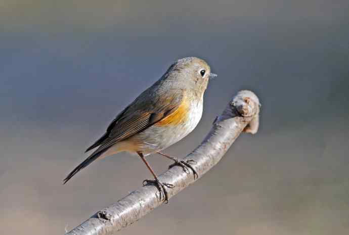 雌性红胁蓝尾鸲(41) 雌性红胁蓝尾鸲(41)