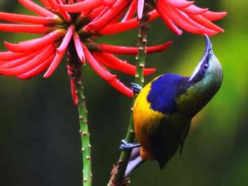 美丽无罪：雀鸟之叶鹎