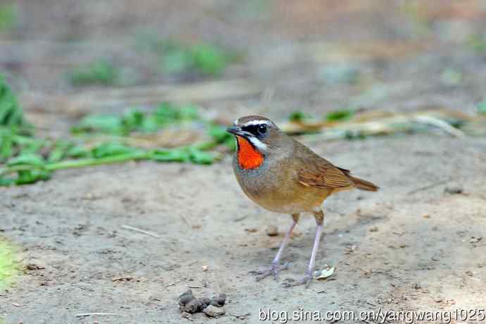 雄性红喉歌鸲（19）