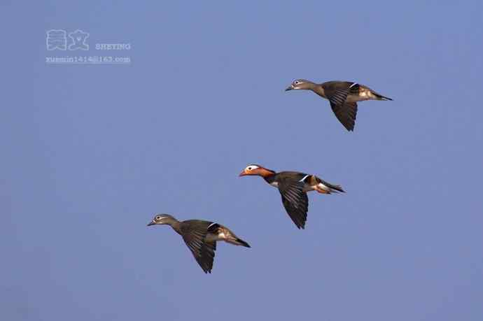 四川西昌鸟类摄影——鸳鸯