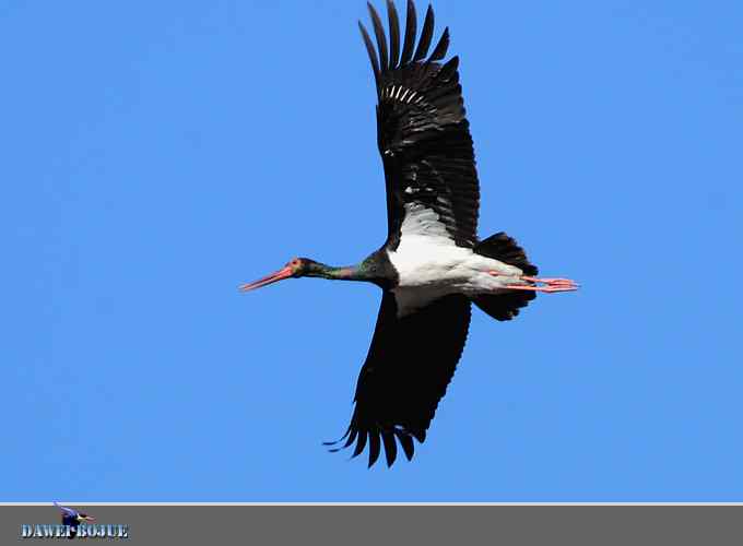 蓝天鹳影 蓝天鹳影