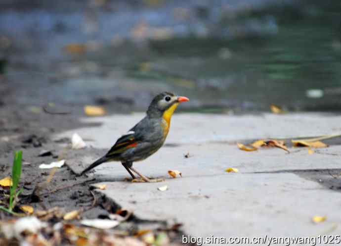 又遇相思鸟（1）