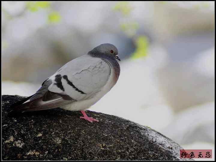 新疆鸟类大全——行色无忌的南疆鸟类摄影