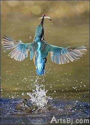 超级翠鸟:比目鱼、虾、牡蛎、虾虎鱼、胭脂鱼和小黑鲈我都爱吃