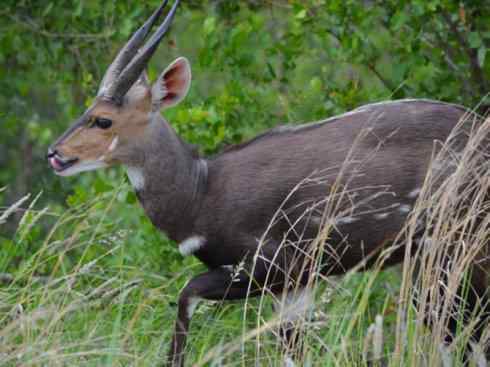 麒麟：传说的兽原型探秘（紫羚）