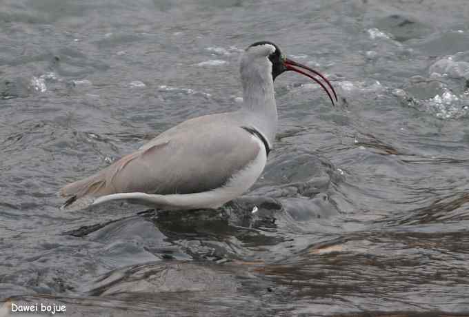 亚洲山地珍鸟：鹮嘴鹬