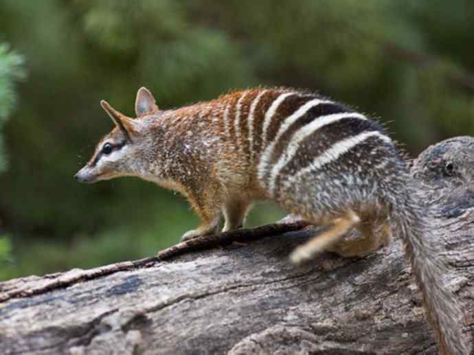 盘点十二大著名食蚁动物:袋食蚁兽 盘点十二大著名食蚁动物:袋食蚁兽