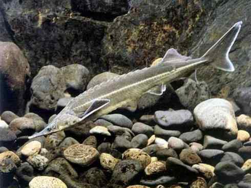 鱼类活化石:中华鲟 鱼类活化石:中华鲟