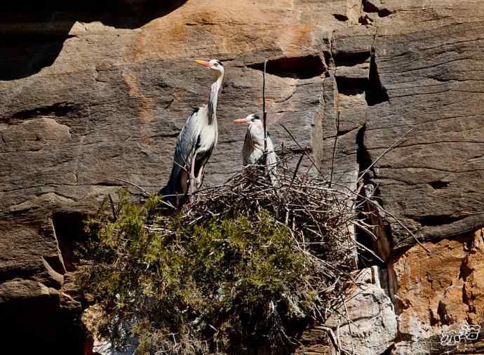 密云水库 wbr路 wbr大鸨、雉鸡和苍鹭 密云水库 wbr路 wbr大鸨、雉鸡和苍鹭