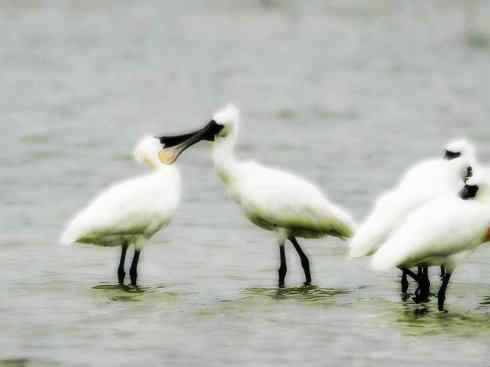 猎奇：奇特的鸟喙之八(重发之黑琵鹭)