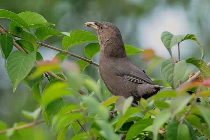 植物园的山噪鹛