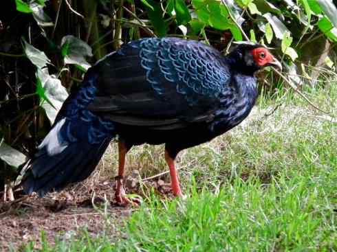 凤凰：传说中的鸟原型探秘（鹇）