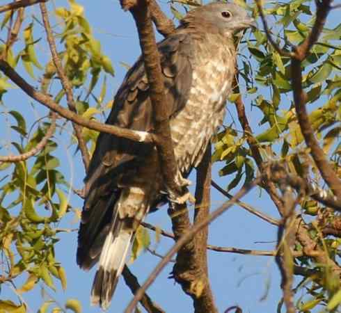 十大喜食蜂蜜动物：凤头蜂鹰