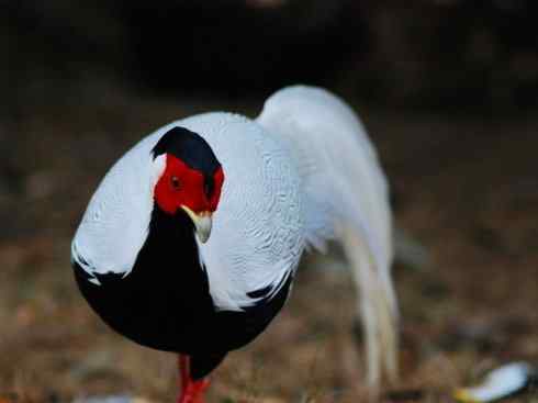 凤凰：传说中的鸟原型探秘（鹇）