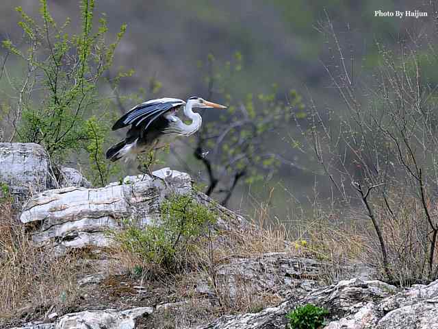 房山十渡(苍鹭水鹨白鹡鸰)