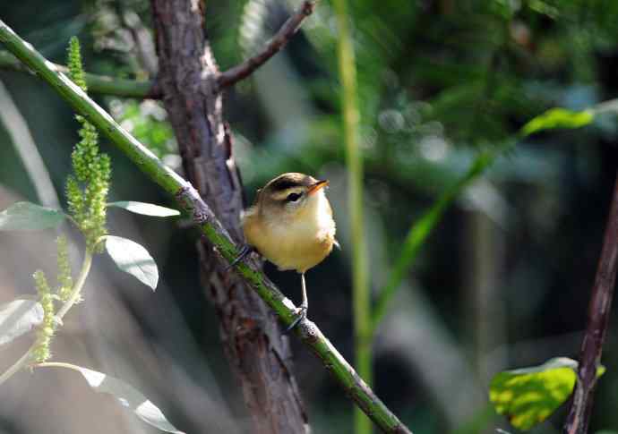 黑眉苇莺(2) 黑眉苇莺(2)