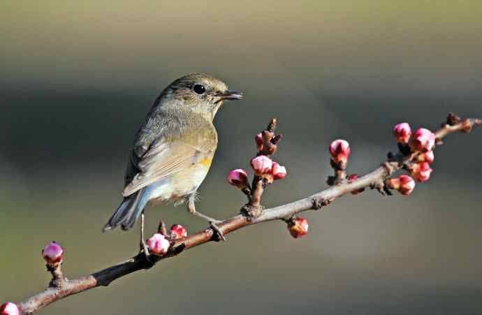 雌性红胁蓝尾鸲（42）